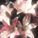 Lilium ✿