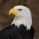Democracy Experiment