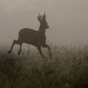 Echoes of the world Discord server icon