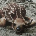 fawns grove|wlw/nmlnm🦌🍂