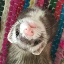 ✎ ᴅᴇᴄᴏ ꜱᴇʀᴠᴇʀ