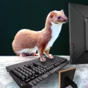 stoat ski's stream server