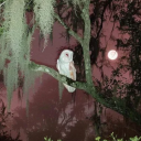 𝐕 𝐄 𝐍 𝐔 𝐒 🗽 Discord server icon