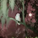 𝐕 𝐄 𝐍 𝐔 𝐒