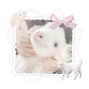 ★⋆ Lamb Sanctuary Discord server icon