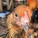 World of Chickens