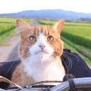 :꒱ 𝘾𝙖𝙩 𝘾𝙖𝙛𝙚  ˚ · . Discord server icon