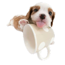 𐔌  .  the   dog   park  ! Discord server icon