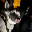 Paw - Print Discord Server Icon