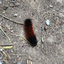 Project Blue Ops 6 Discord server icon