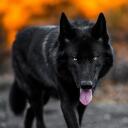 Wolf Packs of Washington    Wolf Pack Rolelplay Discord Server Icon