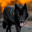 Wolf Packs of Washington  Wolf... Discord Server Icon