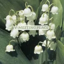 Vale's flower garden