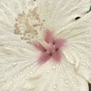 •─•─•─•─• Δ‧‧‧ ‧★‧ •‧‧Δ •─•─•─•─• Discord server icon