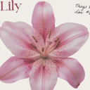 𝑓 𝑎 𝑤 𝑛 𝑖 ♡ ࣪𖥔﹒ノ﹒𝖤𝖭𝖢𝖧𝖠𝖭𝖳 Discord server icon