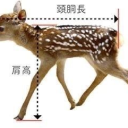 『FSC』✦ Discord server icon