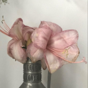 𝓢𝓸𝓶𝓮𝓽𝓲𝓶𝓮𝓼 𝓘 𝓓𝓸 𝓒𝓪𝓻𝓮 ❤ Discord server icon