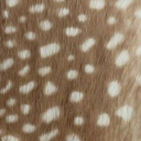 AFX❖ Discord server icon