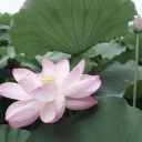 5 invites | Nitro/Robux💫 Discord server icon