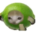 Coollimecat