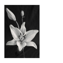 вıǥ ϲɦıll❀ Discord server icon