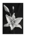 вıǥ ϲɦıll❀
