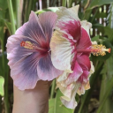 ＴＳꕥＱ ꊰ𝕠𝖈𝖎𝖆𝖑𝖘 Discord server icon