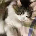 ファイル貼付用