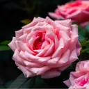 遊び場 2nd Season