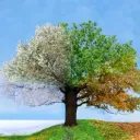 tinapals discord icon