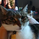 Cats See ડρⅈ𝕣ⅈ𝕥𝓈