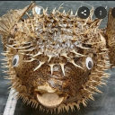 musoo and friends Discord server icon