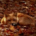 ‹  ✦ 𓏻 𝒞𝑜𝓏𝓎 𝐵𝓇𝑒𝑒𝓏𝑒 ’ ◟ 🍁