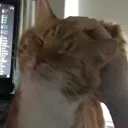 Catland
