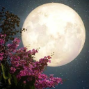 Once in a Moonlight Discord server icon