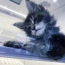 🐈🎐 lovecat  ₍^. .^₎⟆