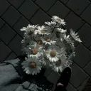 ˗ˏˋ  ˎˊ˗ Socialising ˗ˏˋ  ˎˊ˗ Discord Server Icon