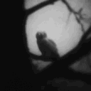 𝐺ℎ𝑜𝑠𝑡𝑒𝑑 𝐼𝑅𝐿 18+