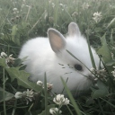 Bunny Haven Discord server icon