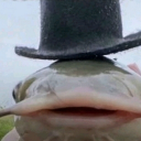 The Wise Animals Server Discord server icon