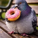 pigeons CHEAPEST DONUTSMP MARKET