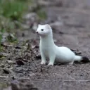 [ARCHIVE] Stoat SMP