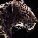 kitty’s kave Discord server icon