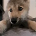 Star Pups ⋆｡° Discord Server Icon