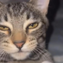 タノシ Discord server icon