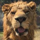 We Love Lions