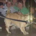 Dog Strikers Pub.