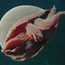 Medusoid Cult Discord server icon