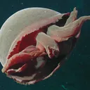 Medusoid Cult
