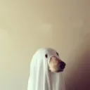 GoobTropolis